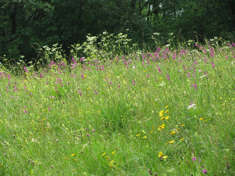Kräuterspaziergang am Abend inkl. Wildkräuter-Secco